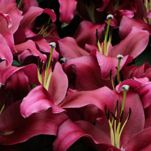  Лилия ОТ гибрид Borrello (Боррелло)