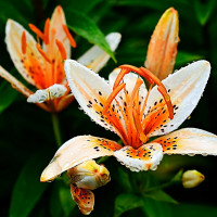 Луковицы  Лилия биколор азиатская Orange Electric (Оранж Электрик) (3шт.)