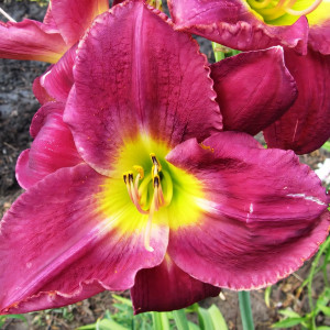 Саженцы Лилейник Bella Lugosi (Белла Лугози)