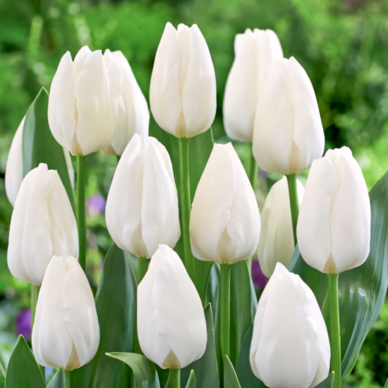 Луковицы Тюльпан Триумф Роял Вирджин