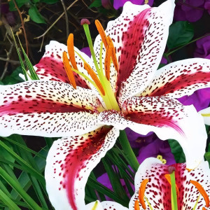  Лилия восточная Tigerwoods (Тайгервудс)