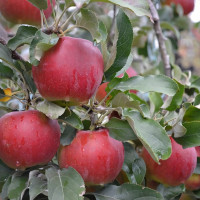 Саженцы Яблоня Кримсон Крисп