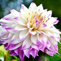 Саженцы Георгина Ferncliff Illusion