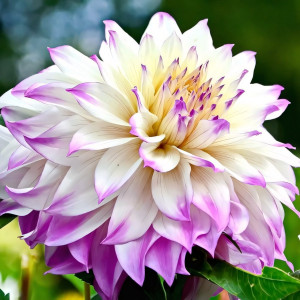 Саженцы Георгина Ferncliff Illusion