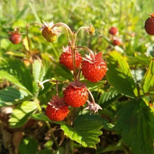 Клубника  Комета  (упаковка 5 шт.)