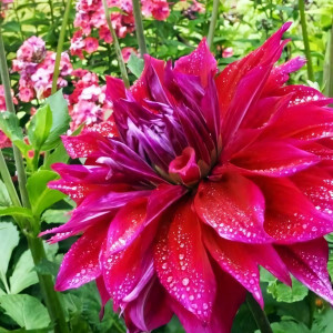 Саженцы Георгина макси Babylon Purple (Вавилон Пурпл)