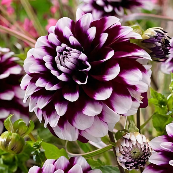 Саженцы Георгина декоративная Ryan C (Риан Си)