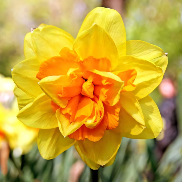 Луковицы Нарцисс махровый Монца (в упаковке - 3шт.)