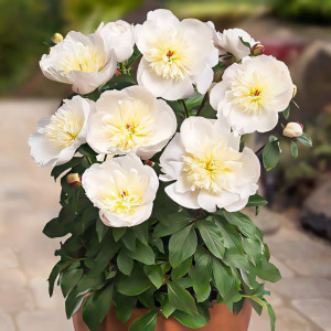 Пион Патио Мадрид