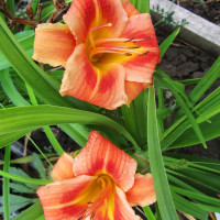 Саженцы Лилейник Red Rum (Ред Рум)