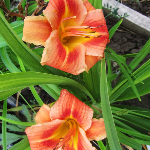 Саженцы Лилейник Red Rum (Ред Рум)