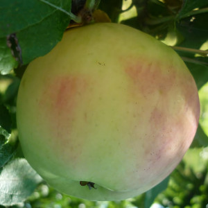 Саженцы Яблоня Московское Зимнее