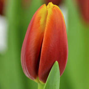 Тюльпан Триумф Андре Ситроен (в упаковке - 3шт.)