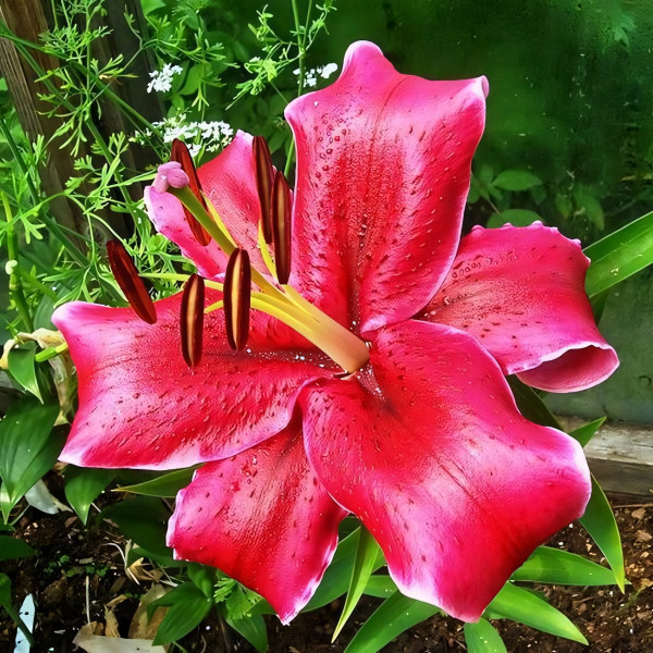 Луковицы  Лилия восточная Barracuda (Барракуда) (3шт.)