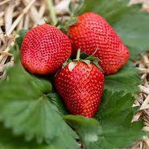 Клубника  Сибилла  (упаковка 5 шт.)