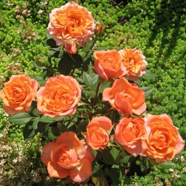 Саженцы Роза спрей Импала Кордана