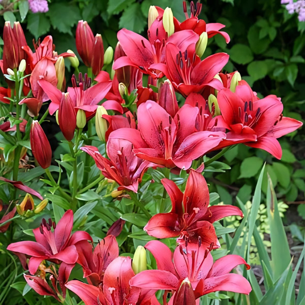 Луковицы  Лилия ЛА гибрид Original Love (Ориджинал Лав) (3шт.)