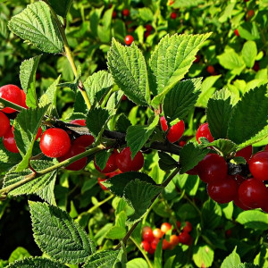 Саженцы Вишня войлочная