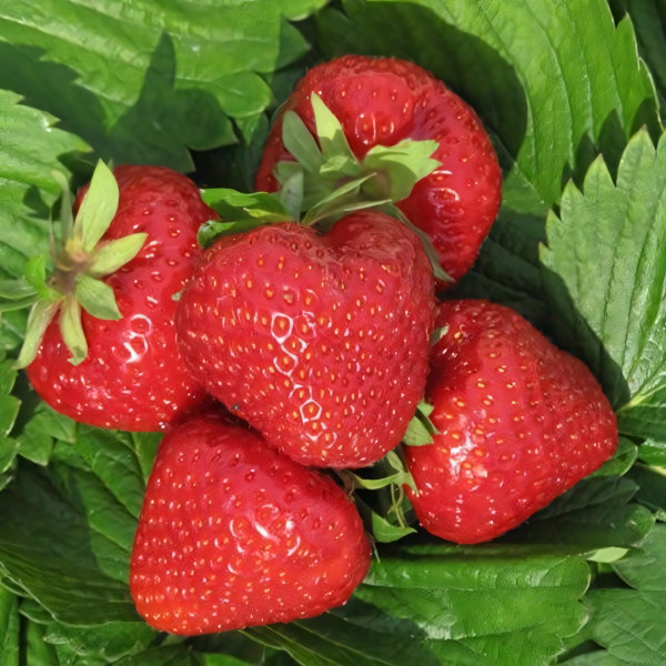 Саженцы Земляника Дэли  (упаковка 5 шт.)