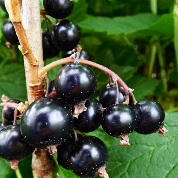 Саженцы Смородина черная Тибен
