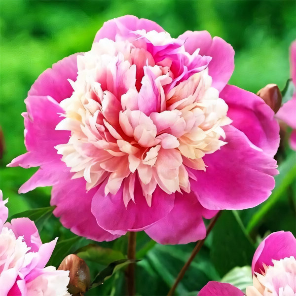 Саженцы Пион Lady Liberty (Леди Либерти)