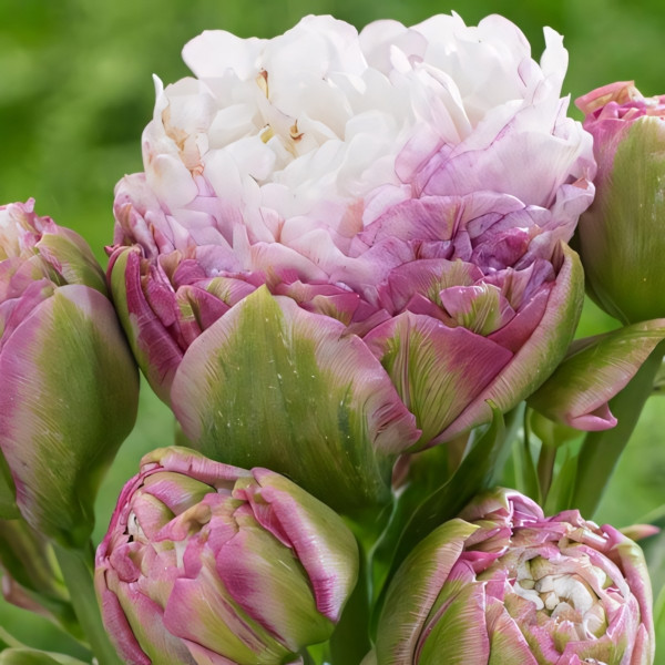 Луковицы Тюльпан махровый Пегги Вандер (в упаковке - 3шт.)