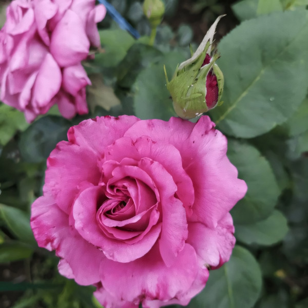 Саженцы Роза чайно-гибридная Клод Брассер