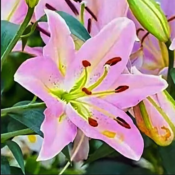 Луковицы  Лилия восточная Color Essence (Колор Эссенс) (3шт.)