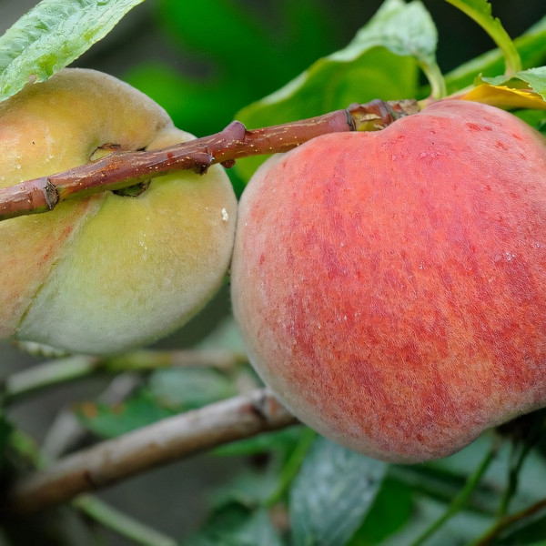 Саженцы Персик Ореховый