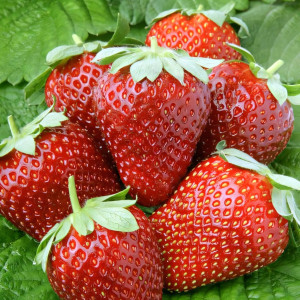 Клубника ремонтантная (крупноплодная) Альтесс 5 шт. в упаковке