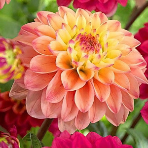 Саженцы Георгина Princesse Elisabeth (Принцесса Элизабет)