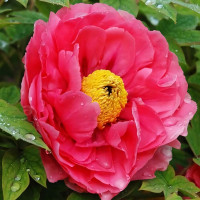 Саженцы Пион Сияющий Букет