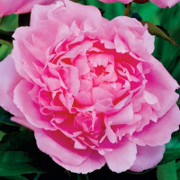 Саженцы Пион Dinner Plate (Диннер Плейт)