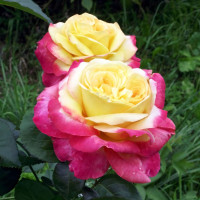 Саженцы Роза чайно-гибридная Восточный Экспресс