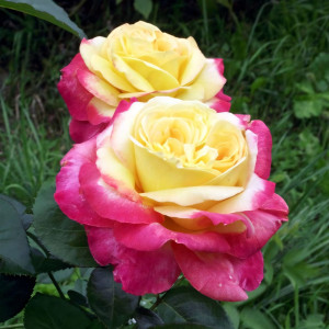 Саженцы Роза чайно-гибридная Восточный Экспресс