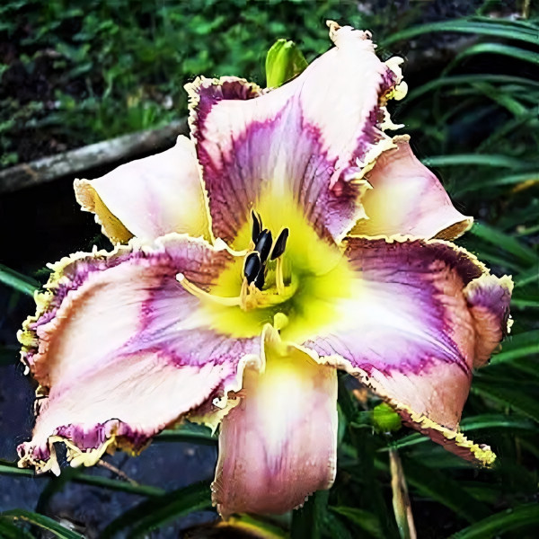 Саженцы Лилейник Bird Talk (Бёрд Ток)