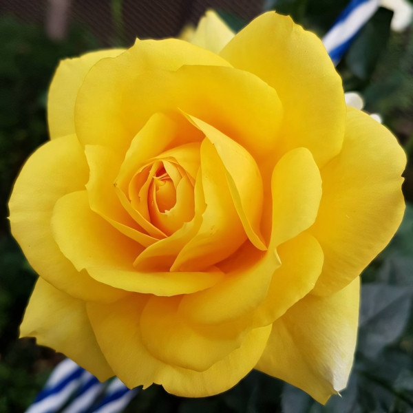 Саженцы Роза чайно-гибридная Илиос