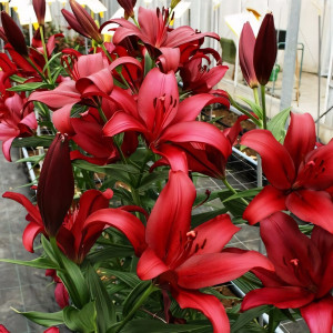  Лилия Cigalon (Цигалон)