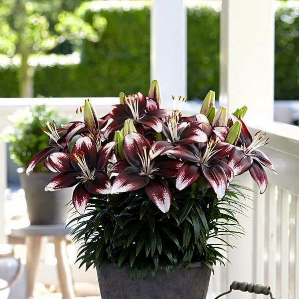 Луковицы  Лилия азиатская Panda Joy (Панда Джой) (3шт.)