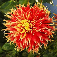 Саженцы Георгина бахромчатая Show 'n' Tell (Шоу енд Телл)