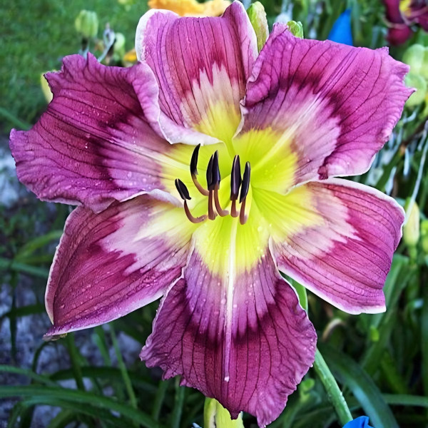 Саженцы Лилейник Painted Pattern (Пэйнтид Паттерн)