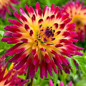 Саженцы Георгина кактусовая Tahiti Sunrise (Таити Санрайз)