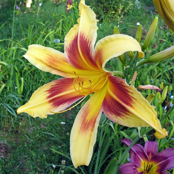 Саженцы Лилейник Lady Neva (Леди Нева)