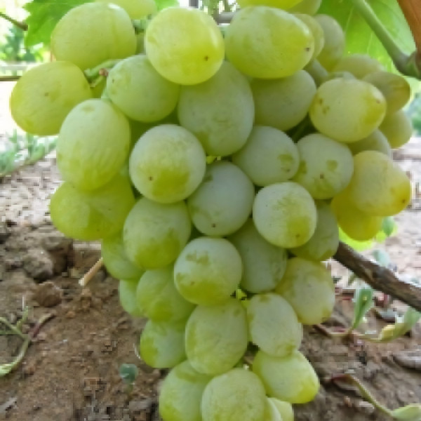 Саженцы Виноград Гарольд