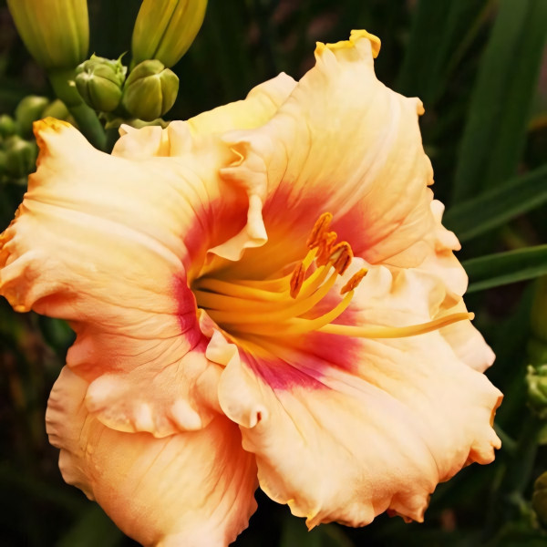 Саженцы Лилейник Peach Candy (Пич Кэнди)