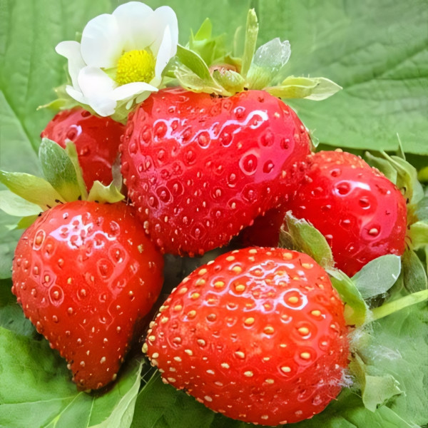 Клубника ремонтантная (крупноплодная) Свит Эви 5 шт. в упаковке
