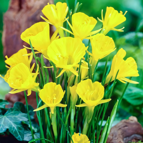 Луковицы Нарцисс мини Голден Беллс (в упаковке - 3шт.)