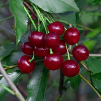 Саженцы Вишня Молодежная