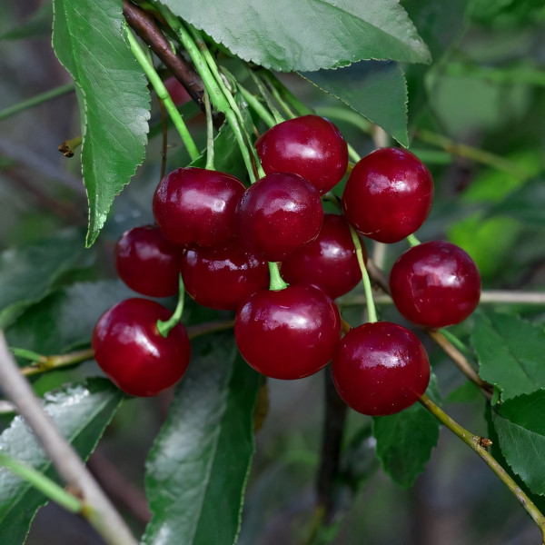 Саженцы Вишня Молодежная