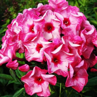 Саженцы Флокс Ferris Wheel (Ферис Вил)